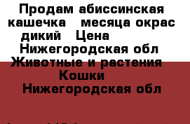 Продам абиссинская кашечка 2 месяца окрас дикий › Цена ­ 13 000 - Нижегородская обл. Животные и растения » Кошки   . Нижегородская обл.